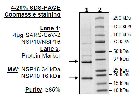 NSP10/NSP16 Complex (SARS-CoV-2)