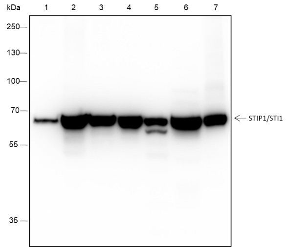 Anti-Recombinant STIP1/STI1, clone A370