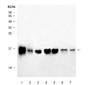 Anti-COX5B / Cytochrome c oxidase subunit 5B