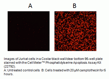 Cell Meter(TM) Phosphatidylserine Apoptosis Assay Kit *Red Fluorescence*