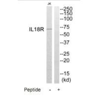 Anti-IL18R1