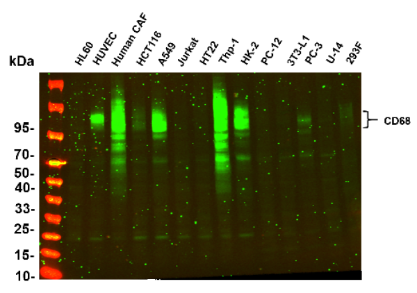 Anti-Recombinant CD68, clone 1F16