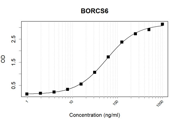 Anti-Human BORCS6 Antibody Pair