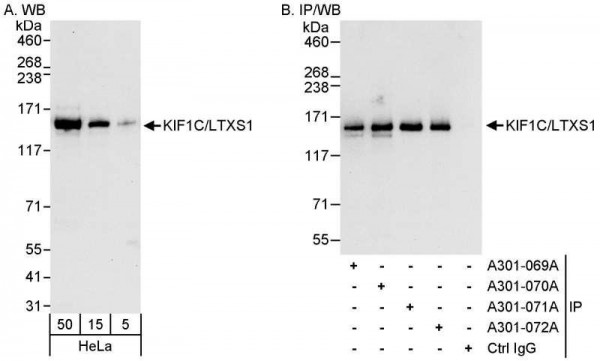 Anti-KIF1C/LTXS1