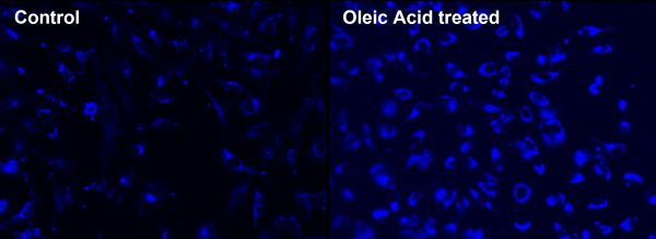 Cell Navigator(R) Fluorimetric Lipid Droplet Assay Kit *Blue Fluorescence*
