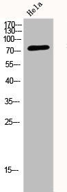 Anti-DNM1L