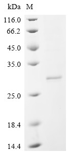 IL-12 receptor beta component (IL12RB1), partial, human, recombinant