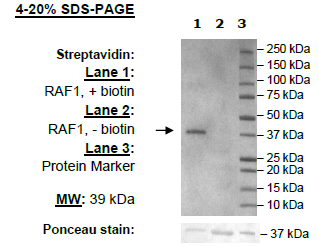 E. coli in vivo Biotinylation Kit