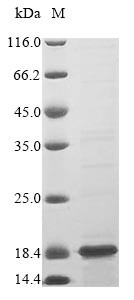 Protein S100-A10 (S100A10), human, recombinant