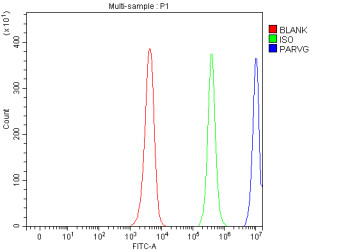 Anti-PARVG / Gamma Parvin
