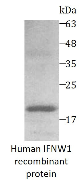 Human IFNW1 recombinant protein (Active) (His-tagged)