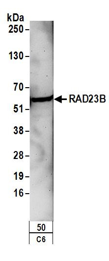 Anti-RAD23B