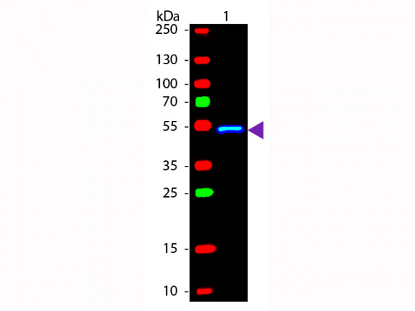 Anti-Mouse IgG1 (Gamma 1 Chain) [Rabbit] Fluorescein conjugated