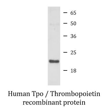 Human Tpo / Thrombopoietin recombinant protein (Active)