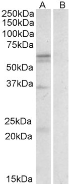 Anti-LAT1 / SLC7A5, Internal