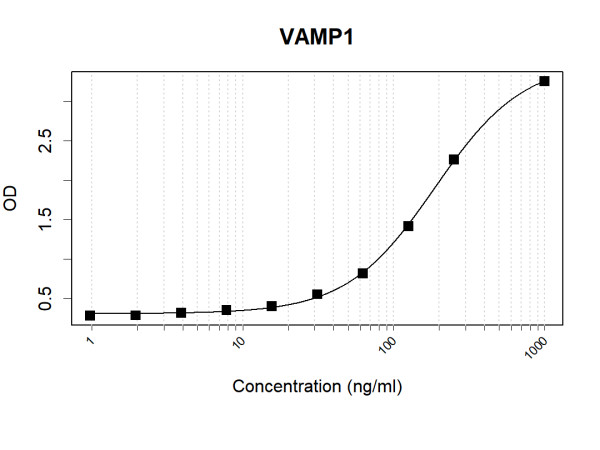 Anti-Human VAMP1 Antibody Pair