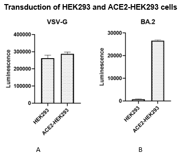 VSV-G Pseudotyped VSV Delta G (Luciferase Reporter)