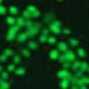 Anti-dimethyl-Histone H4 (Lys20)