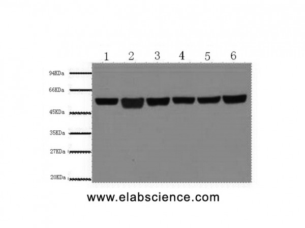 Anti-beta Tubulin, clone 8B2