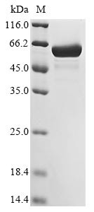 L-arabinose isomerase (araA), Bacillus subtilis, recombinant