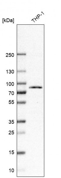 Anti-TLR2, clone CL10552