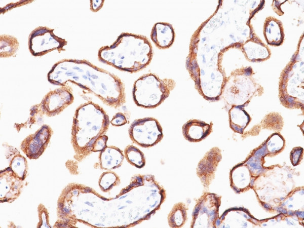 Anti-HCG-alpha, clone HCGa/53