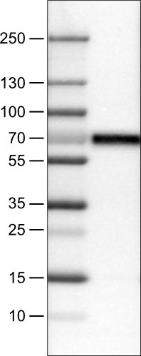 Anti-CNDP1, clone CL0339