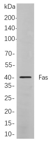 Anti-Recombinant Fas, clone 2B10