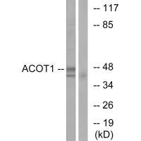Anti-ACOT1
