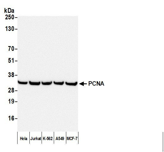 Anti-Mouse IgG-F(ab')2 Fragment, HRP conjugated