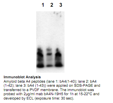 Anti-Amyloid bA4 (N-term), clone 19H5