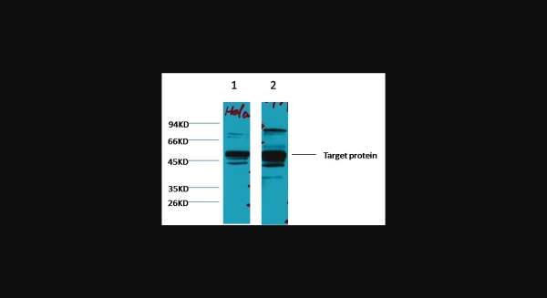 Anti-XRCC4, monoclonal