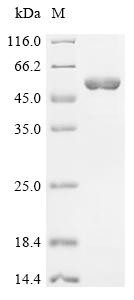 4F2 cell-surface antigen heavy chain (SLC3A2), partial, rabbit, recombinant