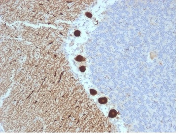 Anti-Carbonic Anhydrase VIII, clone CPTC-CA8-2
