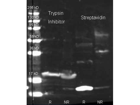 Anti-STREPTAVIDIN, Fluorescein Conjugated