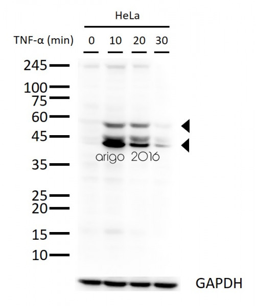Anti-phospho-JNK1/JNK2/JNK3 (Thr183/Tyr185)