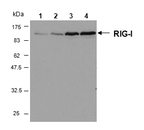 Anti-RIG-I, clone Alme-1