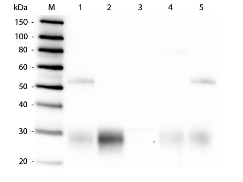 Anti-Rabbit IgG F(ab&#039;)2 [Goat] (Min X Human serum proteins) Alkaline Phosphatase conjugated