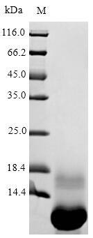Viscotoxin-A3 (THI2.1), partial, Viscum album, recombinant