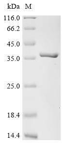 14-3-3 protein eta (Ywhah), mouse, recombinant