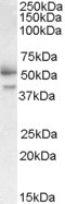 Anti-FSTL1, C-terminal