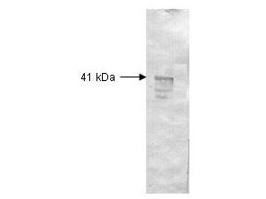 Anti-DEXTRANASE (Penicillium species)