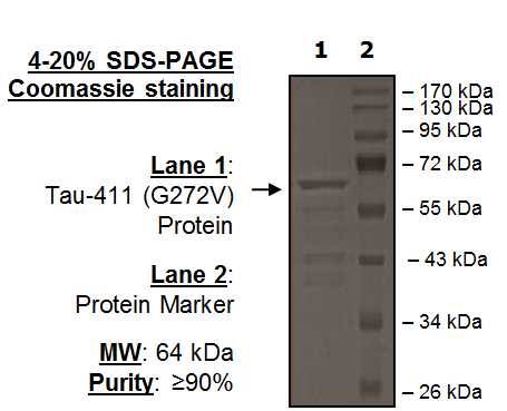 Tau-441 (G272V) Protein