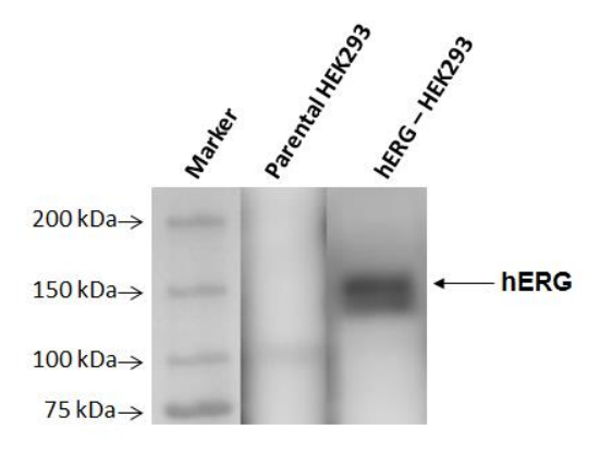 hERG (Kv11.1) - HEK293 Recombinant Cell line