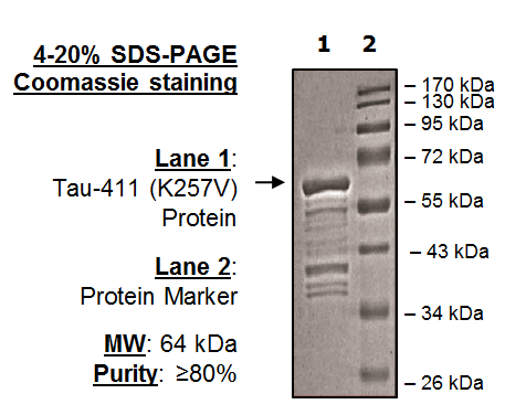 Tau-441 (K257T) Protein