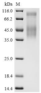 CD274 molecule (CD274), partial, dog, recombinant