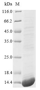 Bone morphogenetic protein 3 (BMP3), human, recombinant