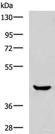 Anti-HOXA2
