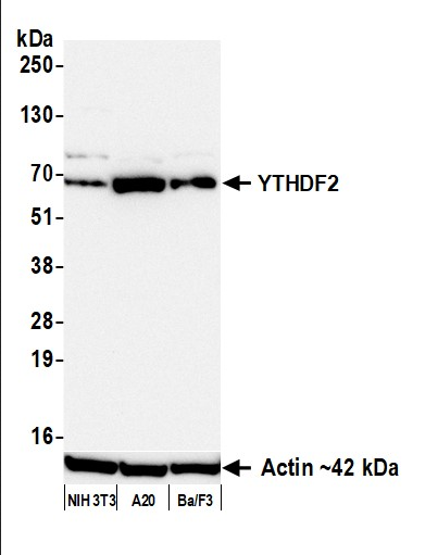 Anti-YTHDF2 Recombinant Monoclonal