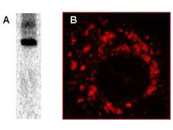 Anti-SARS-CoV Nonstructural Protein 8 (nsp8)